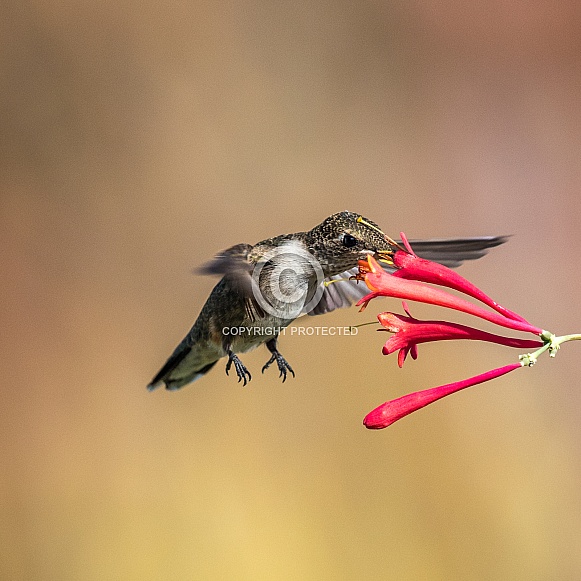 Hummingbird:  Good to the Last Drop