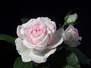 pink/white rose and bud