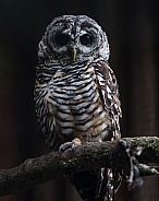Rufous Legged Owl
