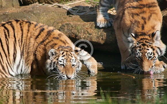 Pair of Amur Tigers