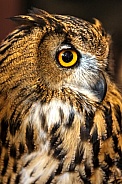 Eurasian Eagle Owl--Eurasian Eagle Owl Profile II
