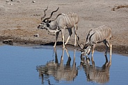 Two male Kudu Antelope - Namibia