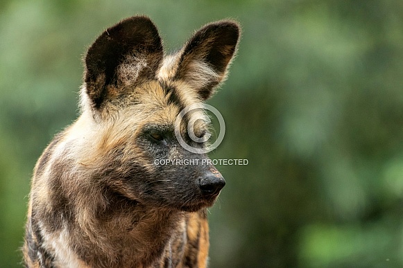 African Wild Dog Face Shot Close Up