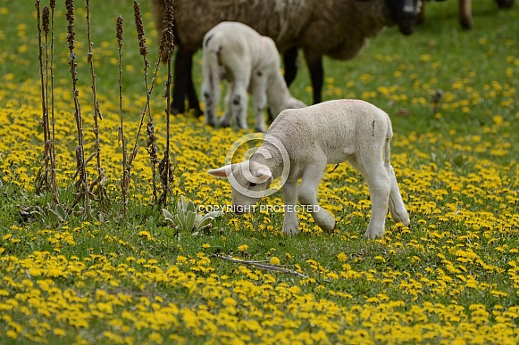 Sheep & Spring Lambs