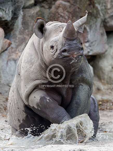 The black rhinoceros, black rhino or hook-lipped rhinoceros (Diceros bicornis)