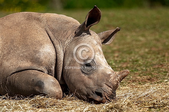 Young White Rhino Sleeping