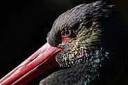 Colourful black stork