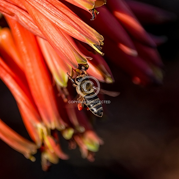 Cape Honey Bee