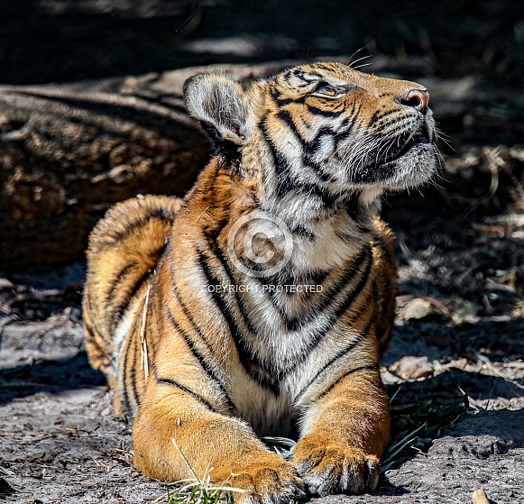 Malayan tiger cubs