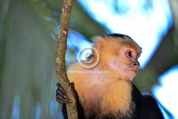 Capuchin Monkey 5