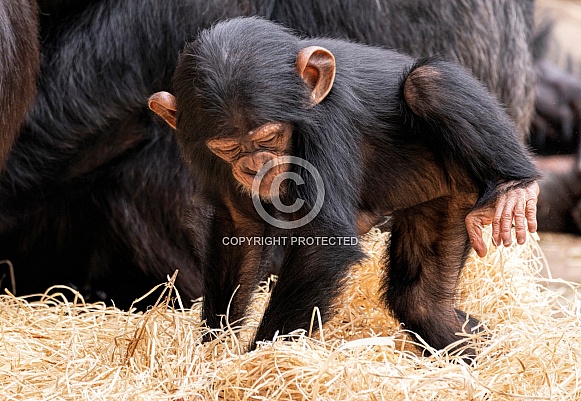 Baby Chimpanzee Making A Nest