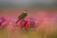 Yellow Wagtail on tulips