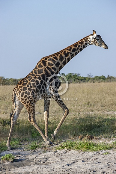Giraffe walking in Savuti - Botswana