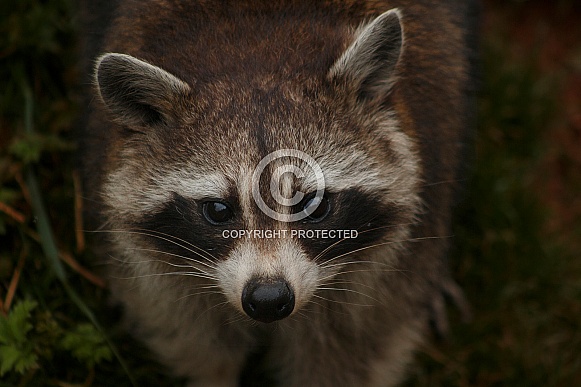 Raccoon Face Shot