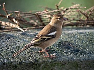Chaffinch - Female bird - Fringilla coelebs