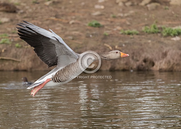 Greylag Goose in Flight