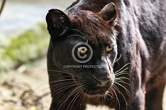 Black Leopard Close Up