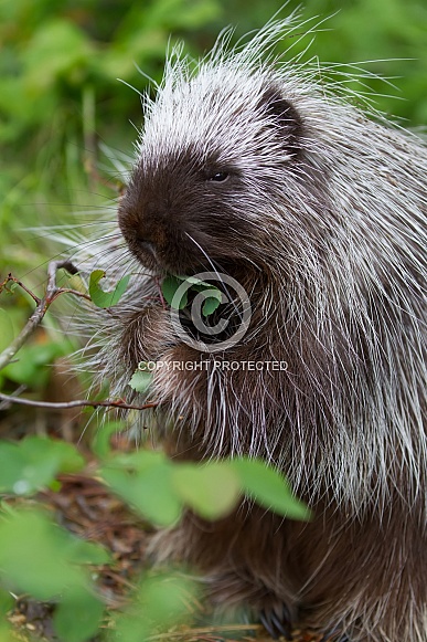 Juvenile Porcupine Eating Leaves