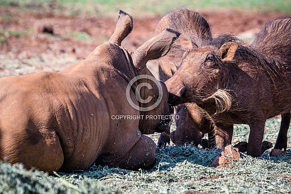 Young Rhino and Warthog