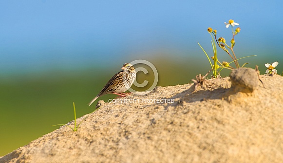 Savannah sparrow (Passerculus sandwichensis) on a sand dune
