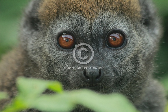 Alaotran Gentle Lemur (Hapalemur alaotrensis)