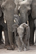 Baby Elephant - Kalahari Desert - Botswana