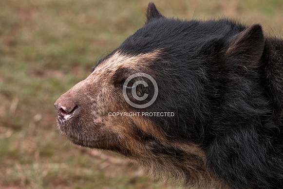 Andean Bear Side Profile