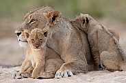 Cubs & Mum