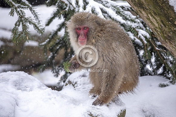 Japanese macaque (Macaca fuscata), snow monkey