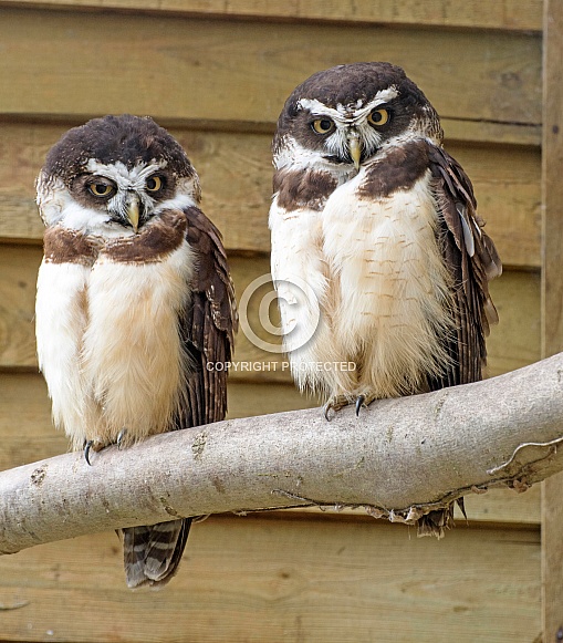 Spectacled Owls