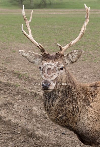 Roe Deer - Stag Close Up