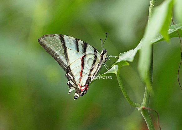 Kite Swallowtail