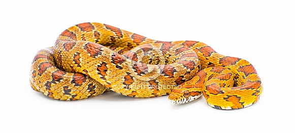 corn snake - Pantherophis guttatus -  formerly known as Elaphe Guttata or red rat snake.  Isolated on white background