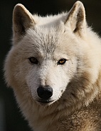 Hudson bay wolve