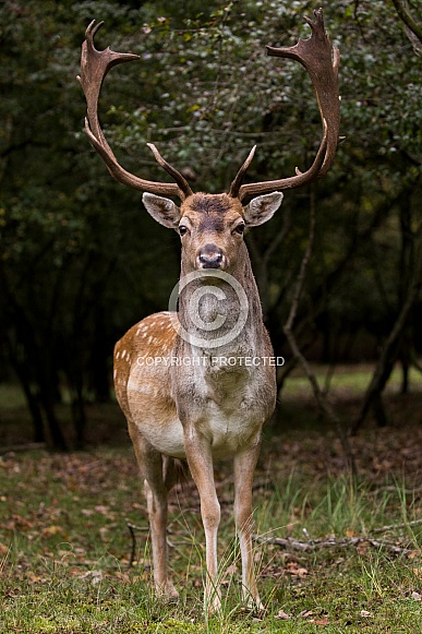 Fallow Deer Buck