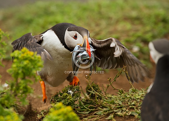 Atlantic Puffin Landing with Sand Eels