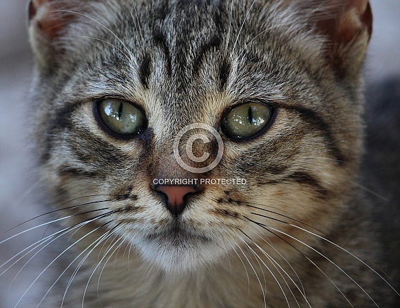 Domestic Kitten Close Up