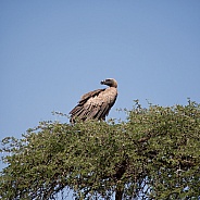 White-backed Vulture 2