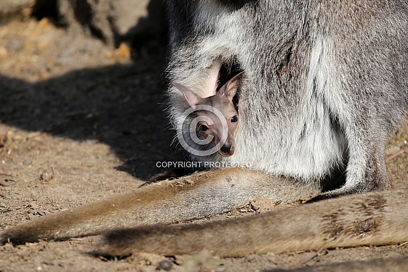 Bennett's wallaby (Macropus rufogriseus)