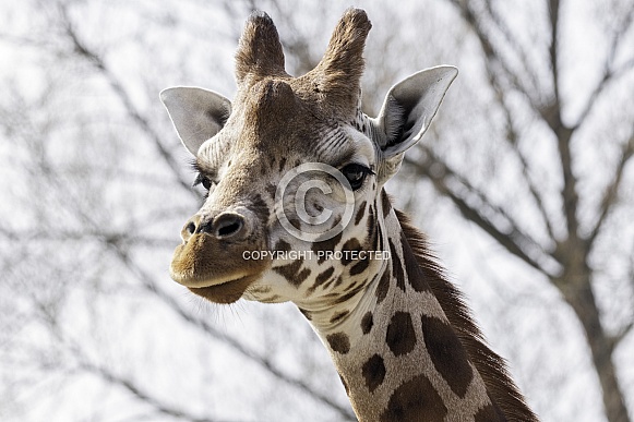 Rothchild's Giraffe Close Up Head Shot