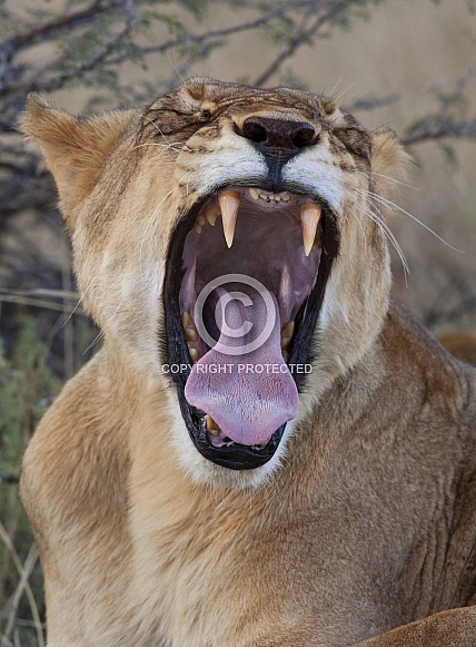 Lioness (Panthera leo) - Botswana