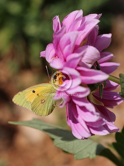 Clouded Yellow Butterfly On Dahlia