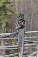 Great Grey Owl Perched on a Fence