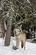 Grey Wolf-Majestic Wolf