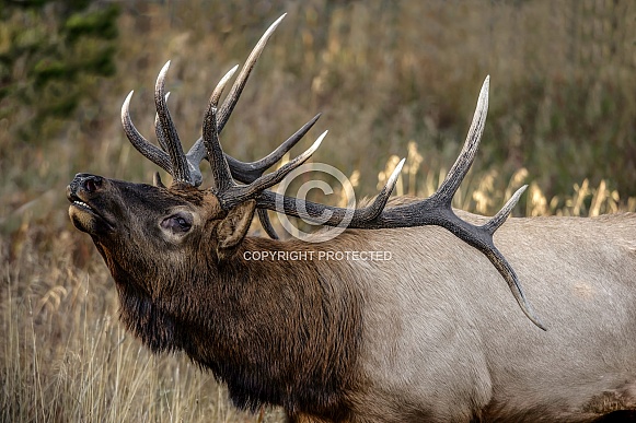 Elk-Look For His Girls