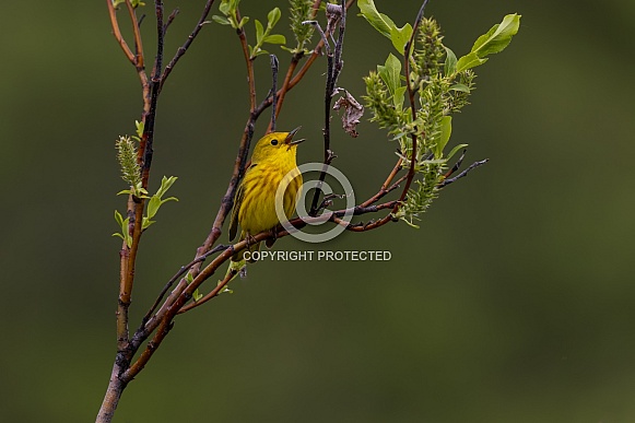 A Male Yellow Warbler