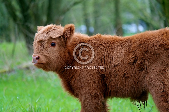 Scottish Highland Calf