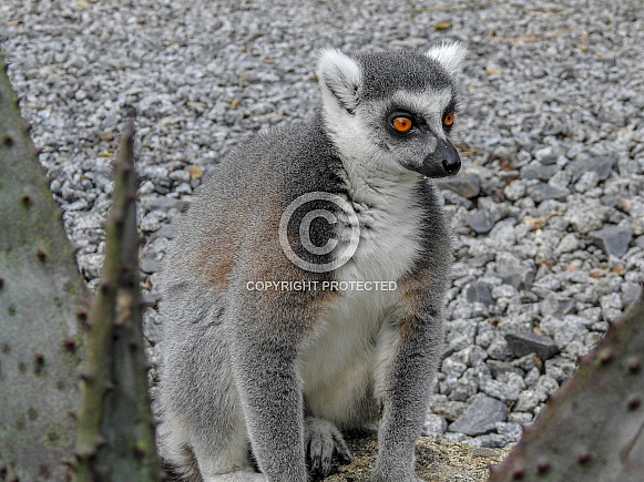 Black & White-tailed Lemur