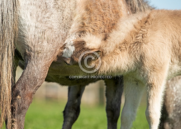 Miniature Horse Foal Suckling