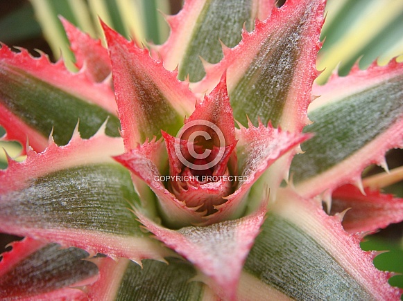 Spikey Aloe plant